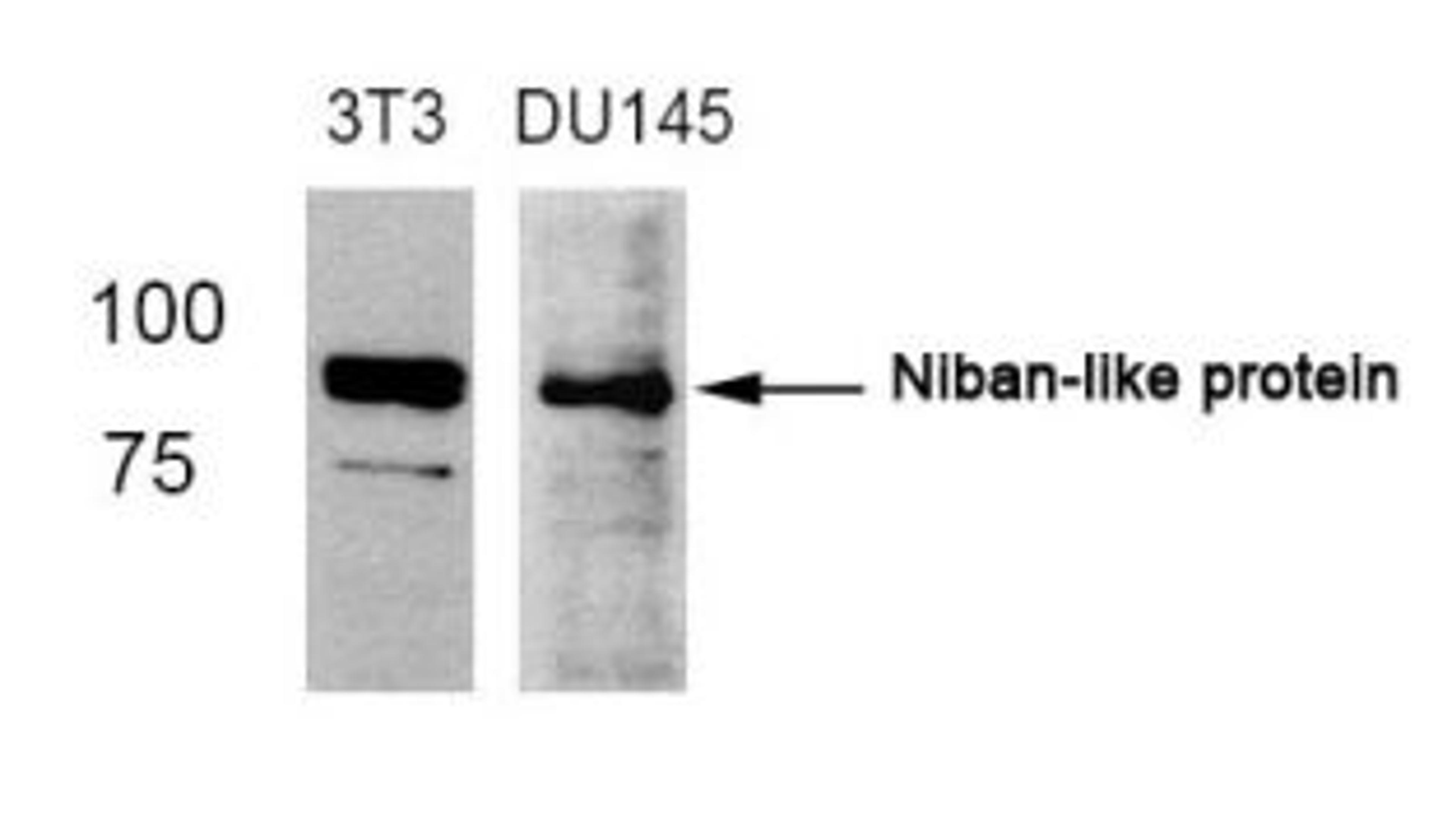 Western blot analysis of lysed extracts from 3T3 and DU145 cells using Niban-like protein (Ab-712).