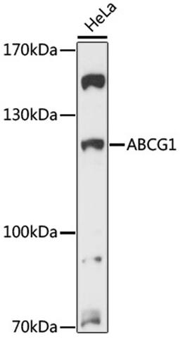 Western blot - ABCG1 antibody (A13158)