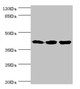 Western blot. All lanes: FIBP antibody at 1.84ug/ml. Lane 1: Rat gonad tissue. Lane 2: MCF-7 whole cell lysate. Lane 3: Mouse skeletal muscle tissue. Secondary. Goat polyclonal to rabbit IgG at 1/10000 dilution. Predicted band size: 42 kDa. Observed band size: 42 kDa. 