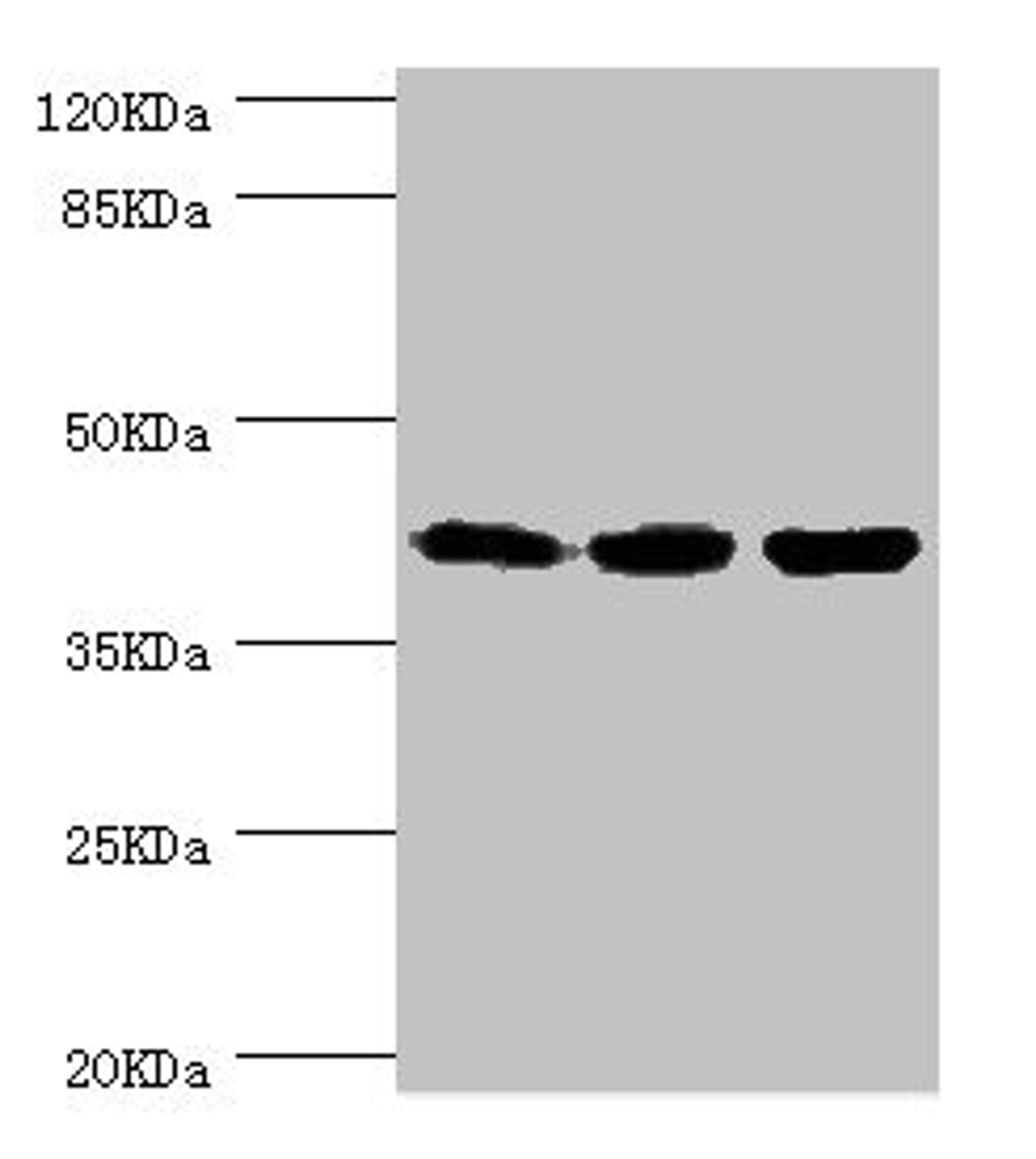 Western blot. All lanes: FIBP antibody at 1.84ug/ml. Lane 1: Rat gonad tissue. Lane 2: MCF-7 whole cell lysate. Lane 3: Mouse skeletal muscle tissue. Secondary. Goat polyclonal to rabbit IgG at 1/10000 dilution. Predicted band size: 42 kDa. Observed band size: 42 kDa. 