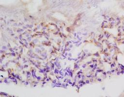 Immunohistochemical analysis of formalin-fixed paraffin embedded rat testis tissue using ASZ1 antibody (dilution at 1:200)