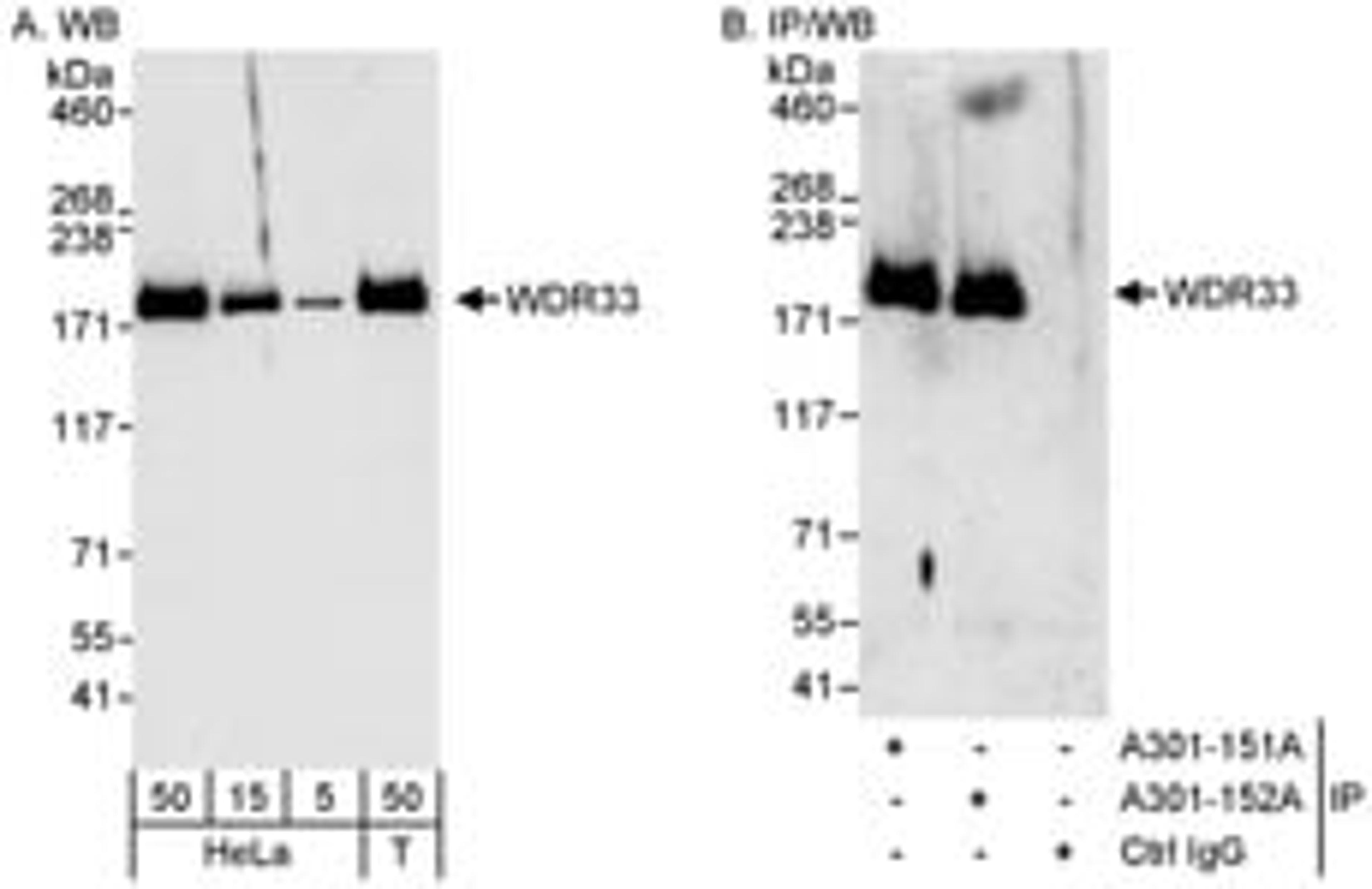 Detection of human WDR33 by western blot and immunoprecipitation.