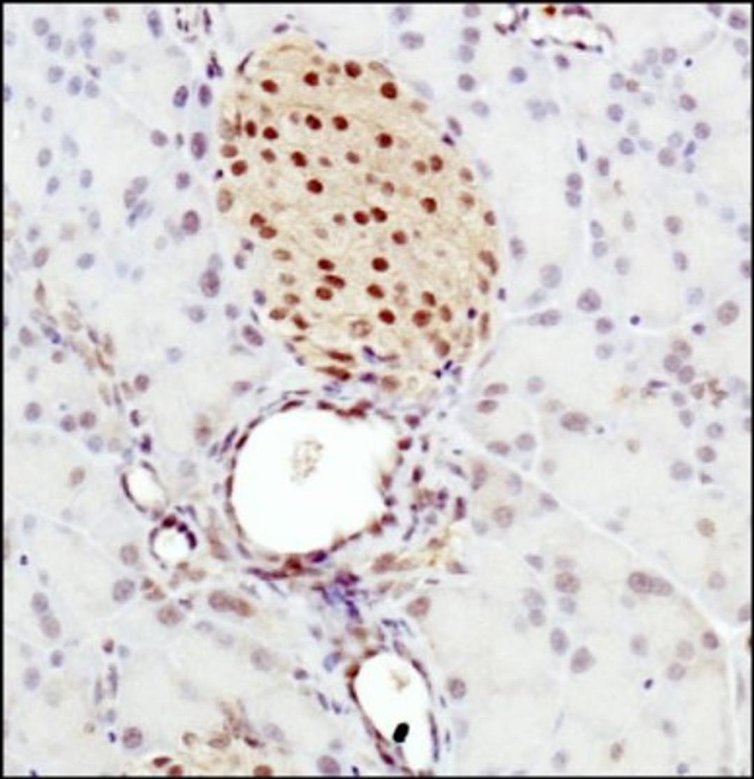 Immunohistochemistry-Paraffin: DEC2/SHARP1 Antibody [NBP1-19613] - Staining of SHARP1 in mouse pancreas.