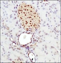 Immunohistochemistry-Paraffin: DEC2/SHARP1 Antibody [NBP1-19613] - Staining of SHARP1 in mouse pancreas.