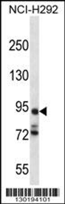 Western blot analysis in NCI-H292 cell line lysates (35ug/lane).