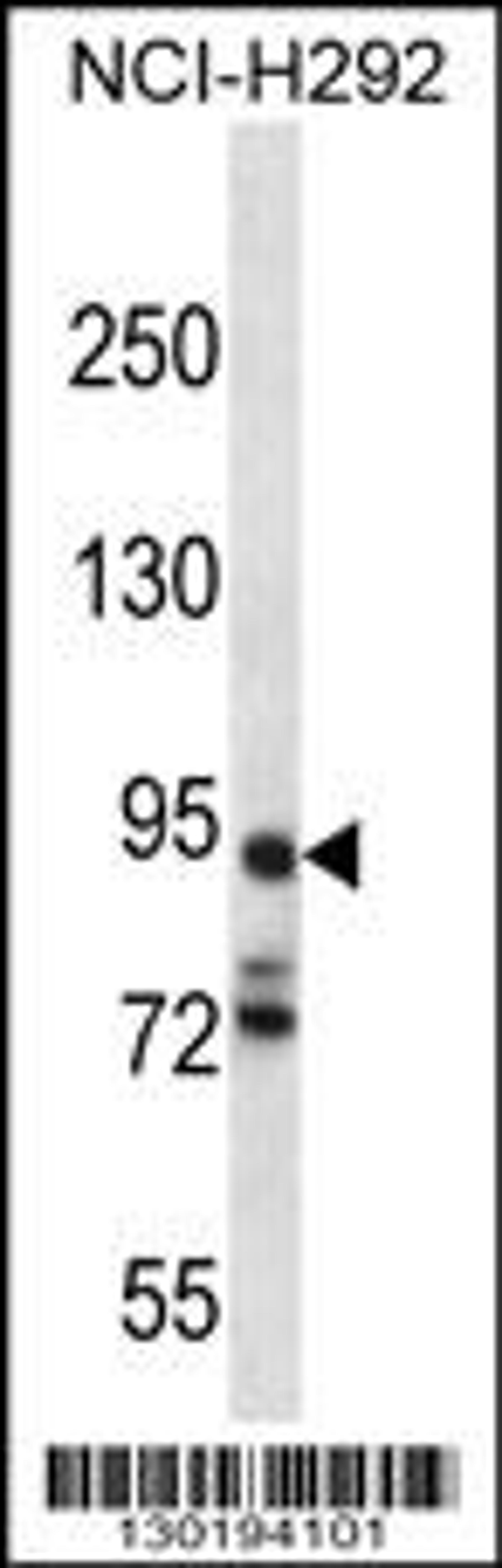 Western blot analysis in NCI-H292 cell line lysates (35ug/lane).