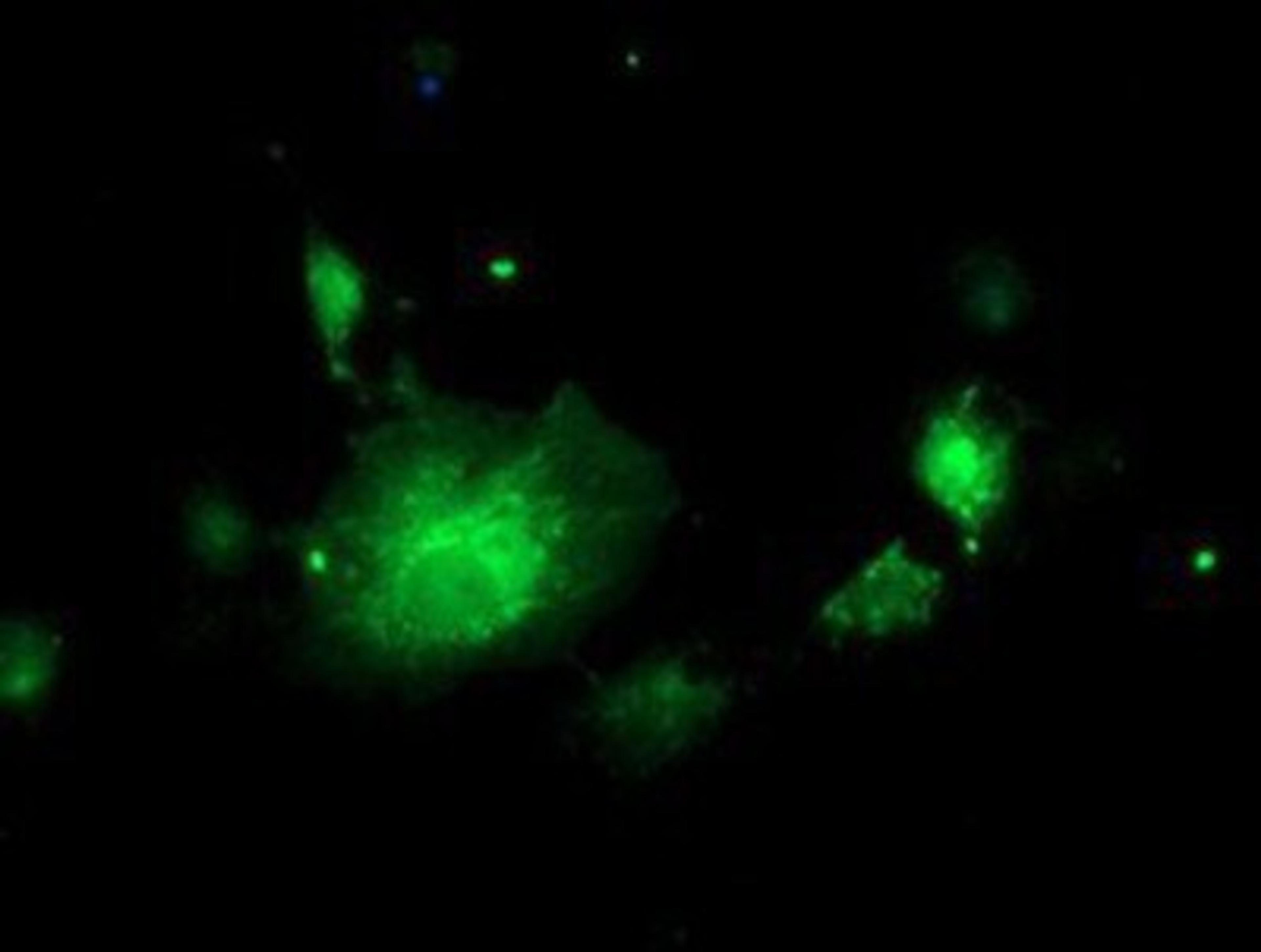 Immunocytochemistry/Immunofluorescence: NIF3L1 Antibody (5A7) [NBP2-01317] - Staining of COS7 cells transiently transfected by pCMV6-ENTRY NIF3L1.