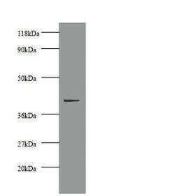 Western blot. All lanes: Creatine kinase M-type antibody at 2µg/ml + 293T whole cell lysate. Secondary. Goat polyclonal to rabbit IgG at 1/10000 dilution. Predicted band size: 44 kDa. Observed band size: 44 kDa