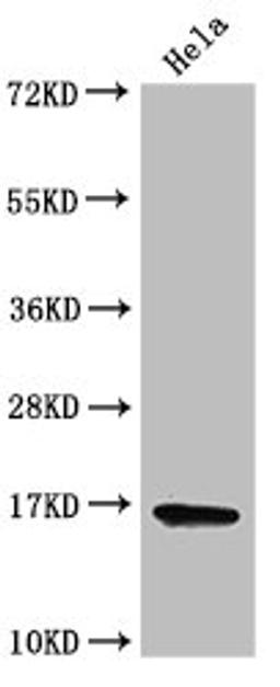 Western Blot. Positive WB detected in: Hela cell acid extracts. All lanes: HIST1H3A antibody at 2µg/ml. Secondary. Goat polyclonal to rabbit IgG at 1/50000 dilution. Predicted band size: 16 kDa. Observed band size: 16 kDa