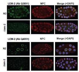 Immunocytochemistry/Immunofluorescence: lem-2 Antibody [48540002] - This image is specific to animal number SDQ3891  Samples: N2 embryos (N2) or embryos from a lem-2 null mutant (lem-2, VC1317) mixed with 1% HCHO Antibody concentration: anti-LEM-2 antibodies: 1:1000 dilution anti-NPC antibody (mAb414): 1:400 dilution