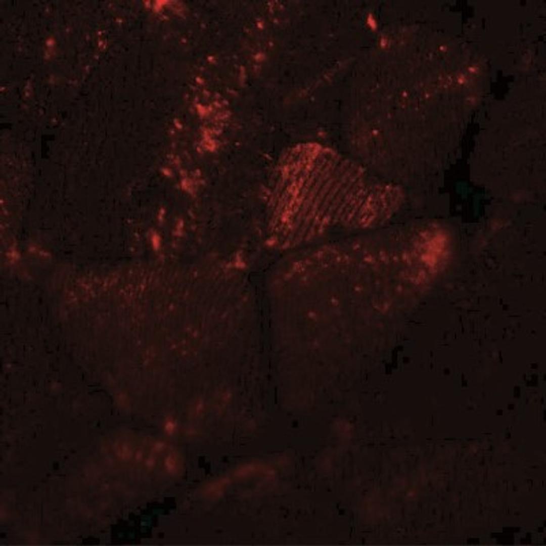 Immunofluorescence: MYH8 Antibody [NBP2-41309] - Mouse skeletal muscle tissue with MYH8 antibody at 20 ug/ml.