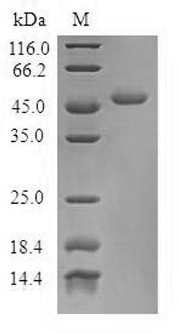 (Tris-Glycine gel) Discontinuous SDS-PAGE (reduced) with 5% enrichment gel and 15% separation gel.