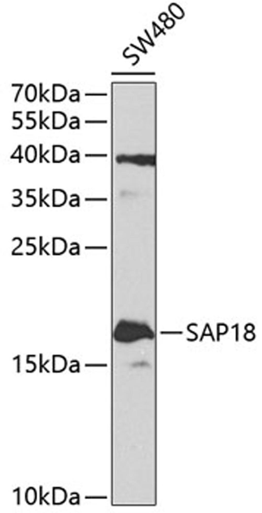 Western blot - SAP18 antibody (A4397)