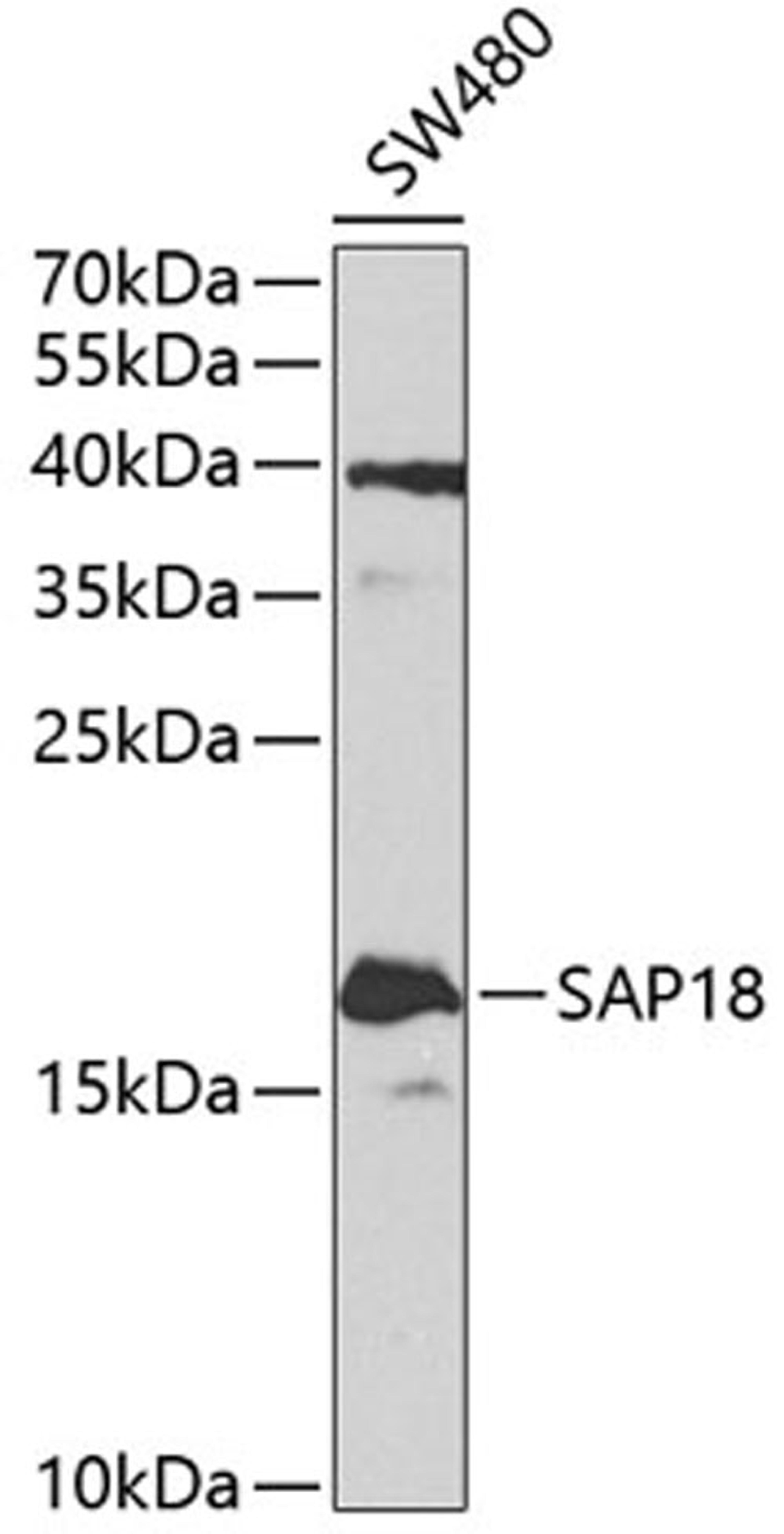 Western blot - SAP18 antibody (A4397)