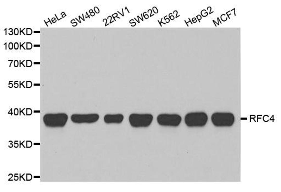 Western blot analysis of extracts of various cell lines using RFC4 antibody