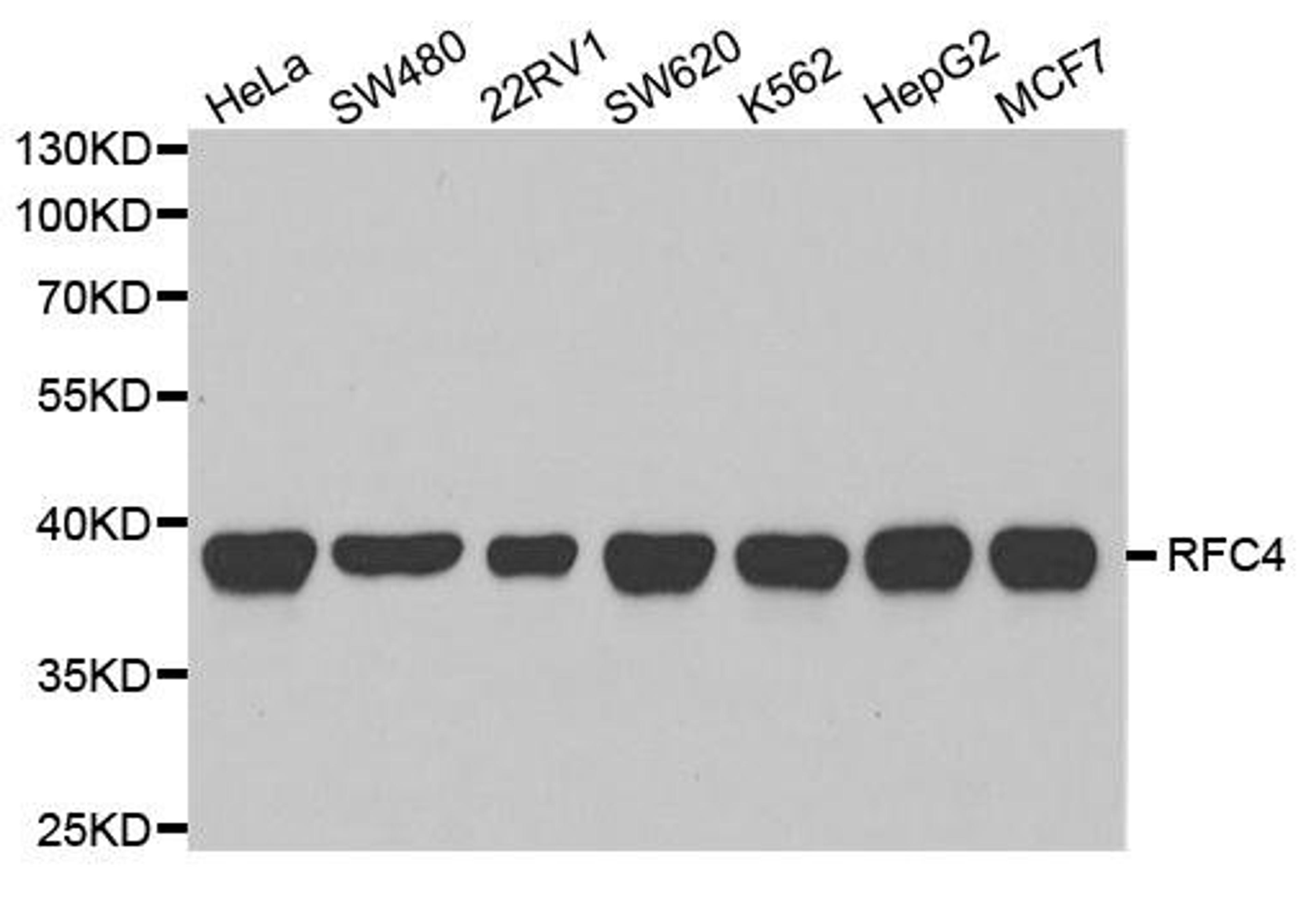 Western blot analysis of extracts of various cell lines using RFC4 antibody