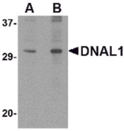 Western blot analysis of DNAL1 in 3T3 cell lysate with DNAL1 antibody at (A) 1 and (B) 2 μg/mL.