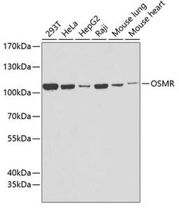 Western blot - OSMR antibody (A6681)