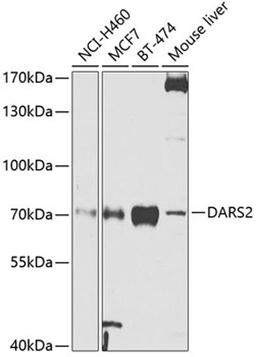 Western blot - DARS2 antibody (A4814)