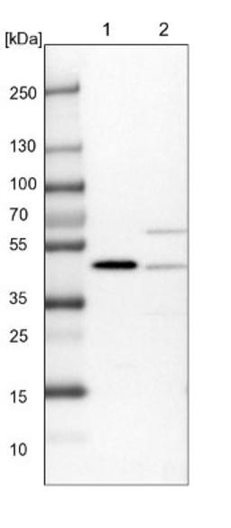 Western Blot: PDCD2 Antibody [NBP1-80819] - Lane 1: NIH-3T3 cell lysate (Mouse embryonic fibroblast cells)<br/>Lane 2: NBT-II cell lysate (Rat Wistar bladder tumour cells)