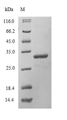 (Tris-Glycine gel) Discontinuous SDS-PAGE (reduced) with 5% enrichment gel and 15% separation gel.