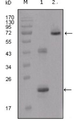 Western Blot: IGFBP-2 Antibody (1F6F6) [NBP1-28891] - Analysis using IGFBP2 mouse mAb against truncated IGFBP2-His recombinant protein (1) and truncated IGFBP2 (aa40-328)-hIgGFc transfected CHO-K1 cell lysate (2).