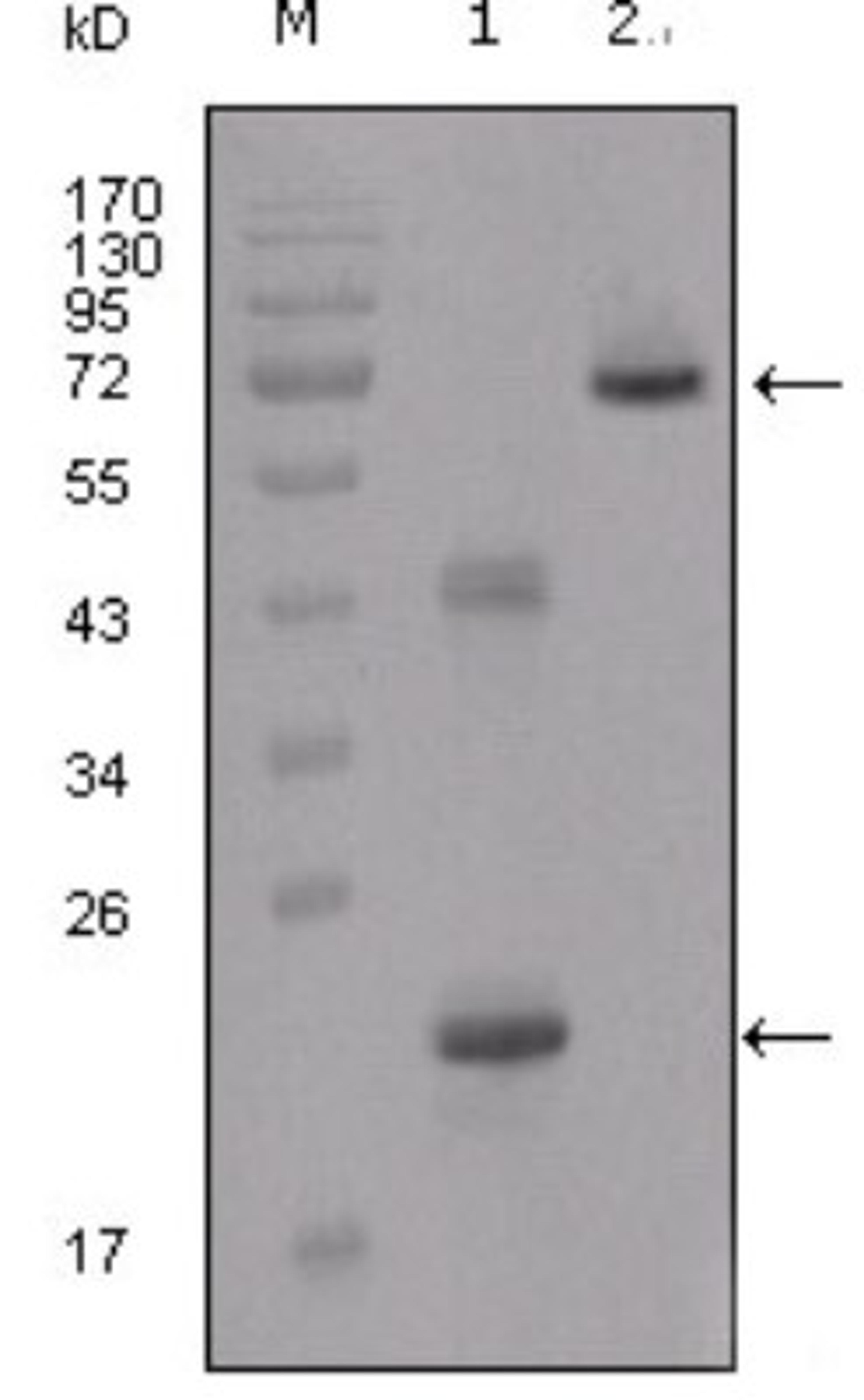 Western Blot: IGFBP-2 Antibody (1F6F6) [NBP1-28891] - Analysis using IGFBP2 mouse mAb against truncated IGFBP2-His recombinant protein (1) and truncated IGFBP2 (aa40-328)-hIgGFc transfected CHO-K1 cell lysate (2).