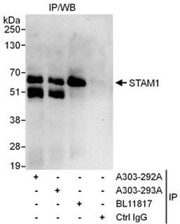 Detection of human STAM1 by western blot of immunoprecipitates.