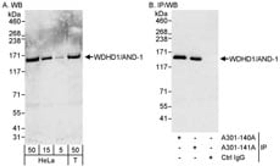 Detection of human WDHD1/AND-1 by western blot and immunoprecipitation.