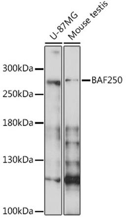 Western blot - BAF250 antibody (A16648)