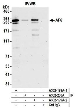 Detection of human AF6 by western blot of immunoprecipitates.