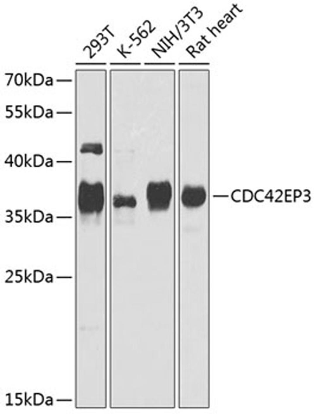 Western blot - CDC42EP3 antibody (A8480)