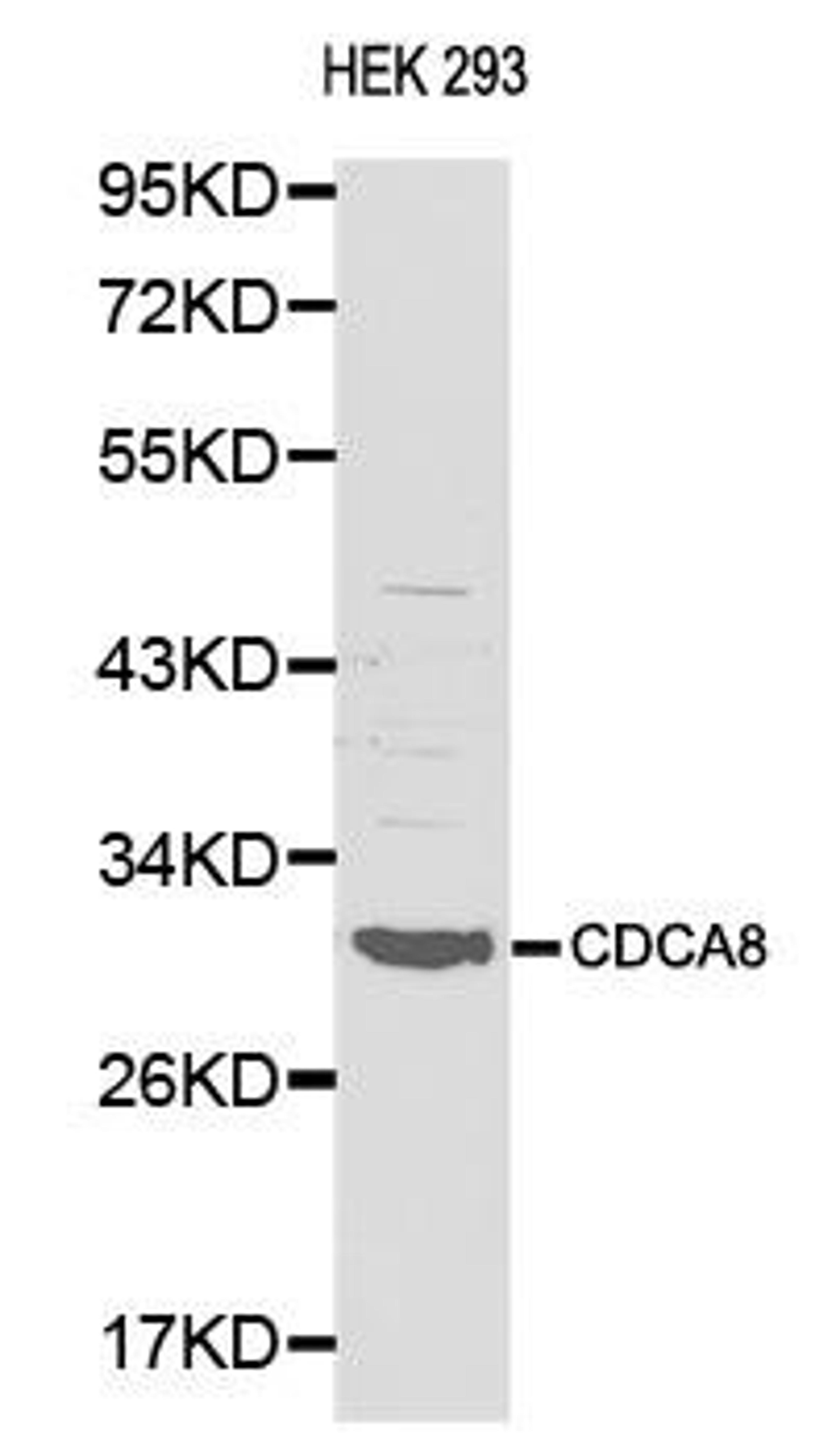 Western blot analysis of HEX293 cell lysate using CDCA8 antibody