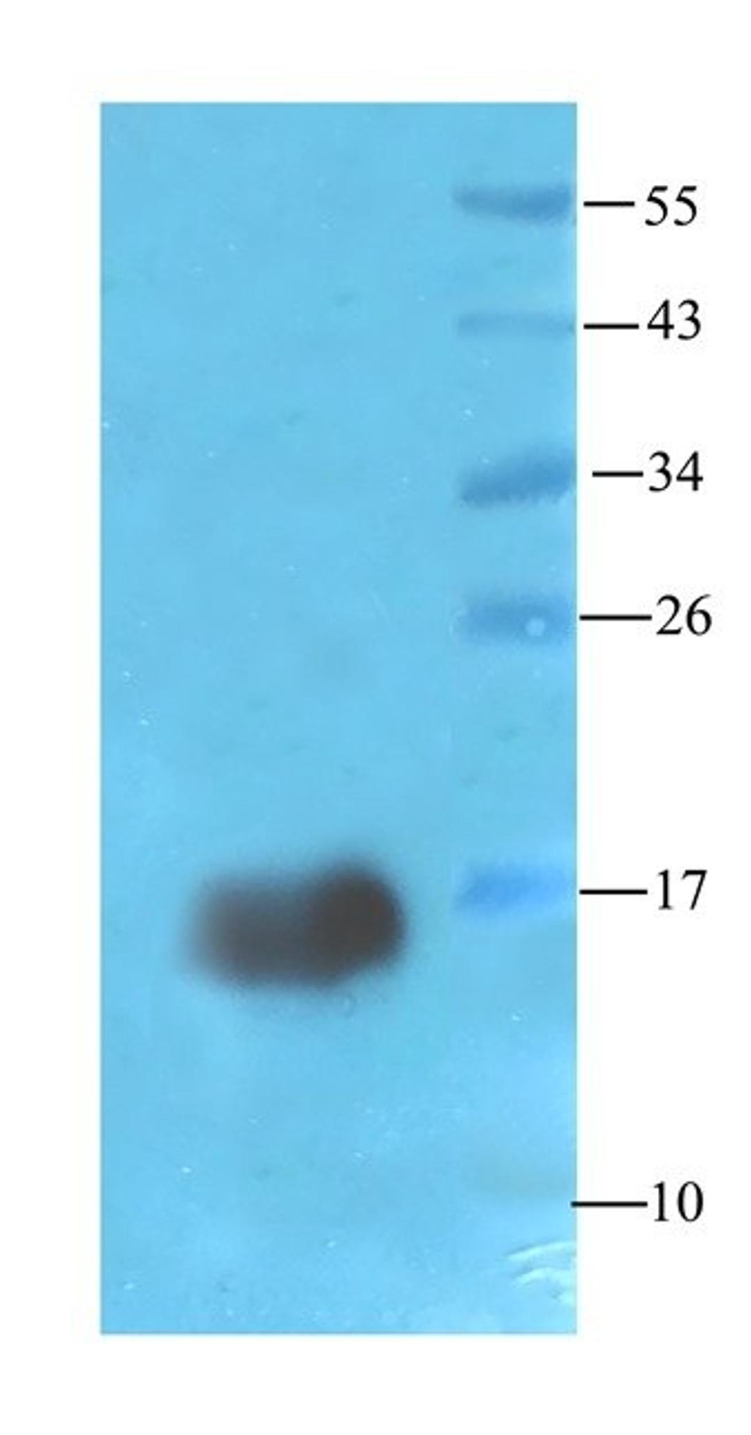 Western blot rat liver tissue using chemerin antibody (1 ug/mL)