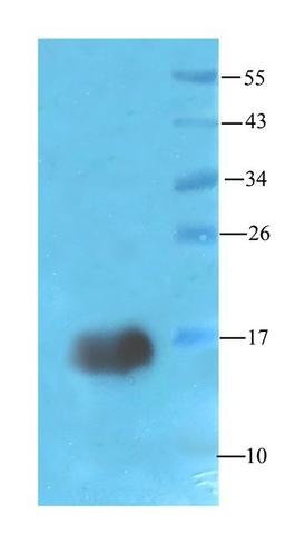 Western blot rat liver tissue using chemerin antibody (1 ug/mL)