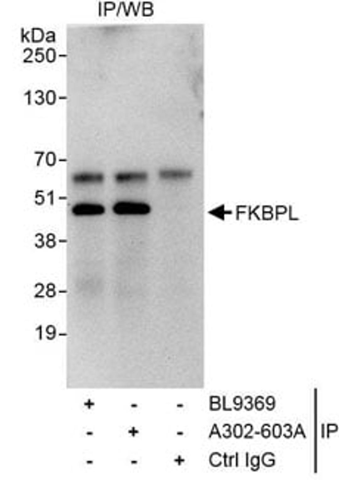 Detection of human FKBPL by western blot of immunoprecipitates.