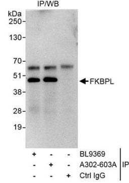 Detection of human FKBPL by western blot of immunoprecipitates.