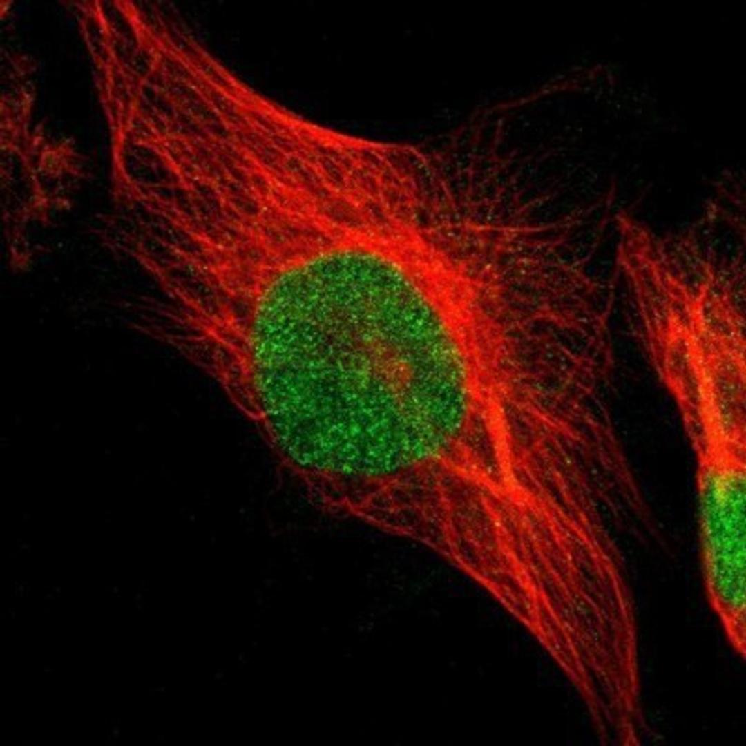 Immunocytochemistry/Immunofluorescence: Tbp7 Antibody [NBP1-87799] - Staining of human cell line U-251MG shows positivity in nucleus but not nucleoli.