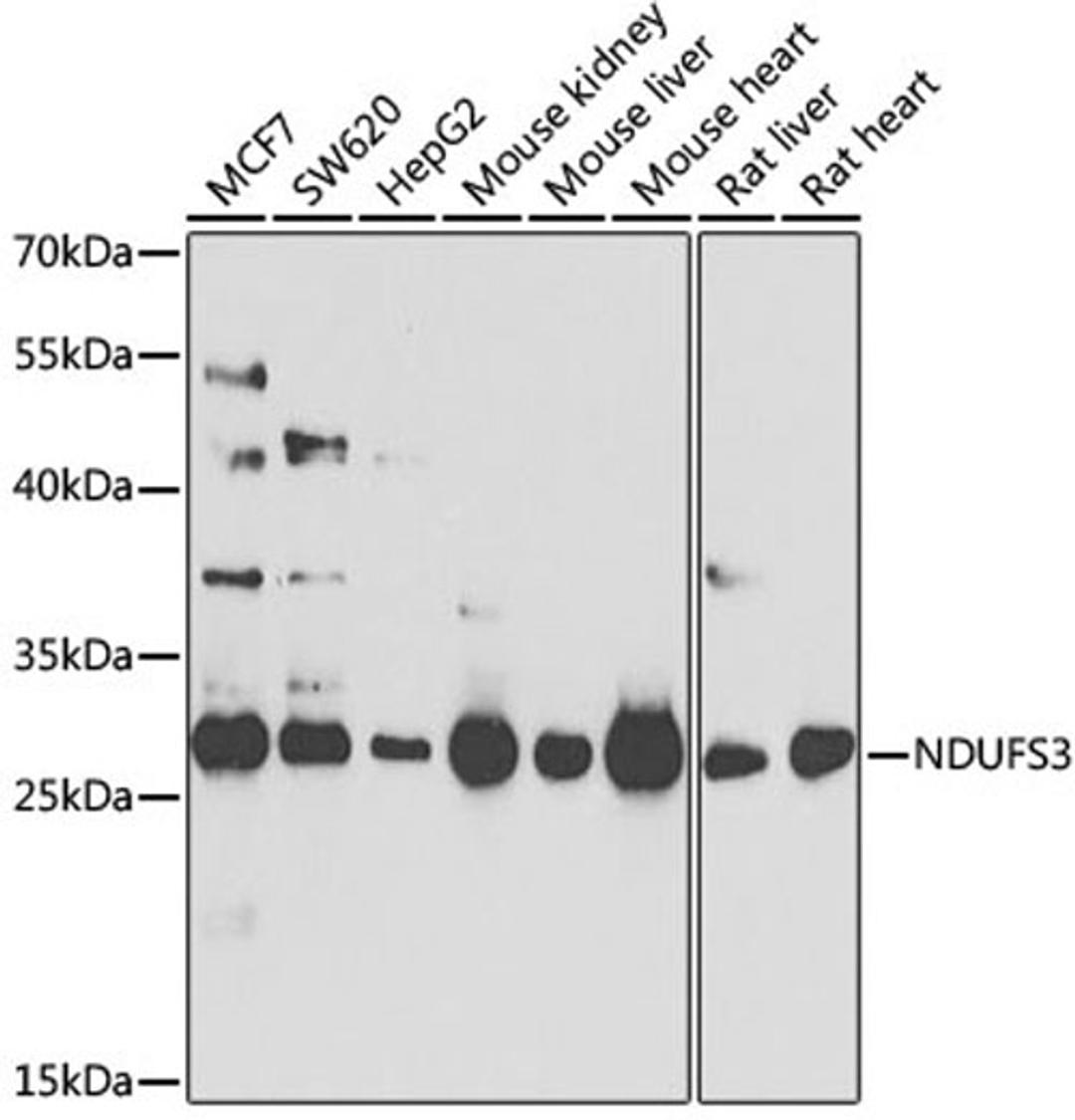 Western blot - NDUFS3 antibody (A8013)