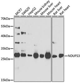 Western blot - NDUFS3 antibody (A8013)