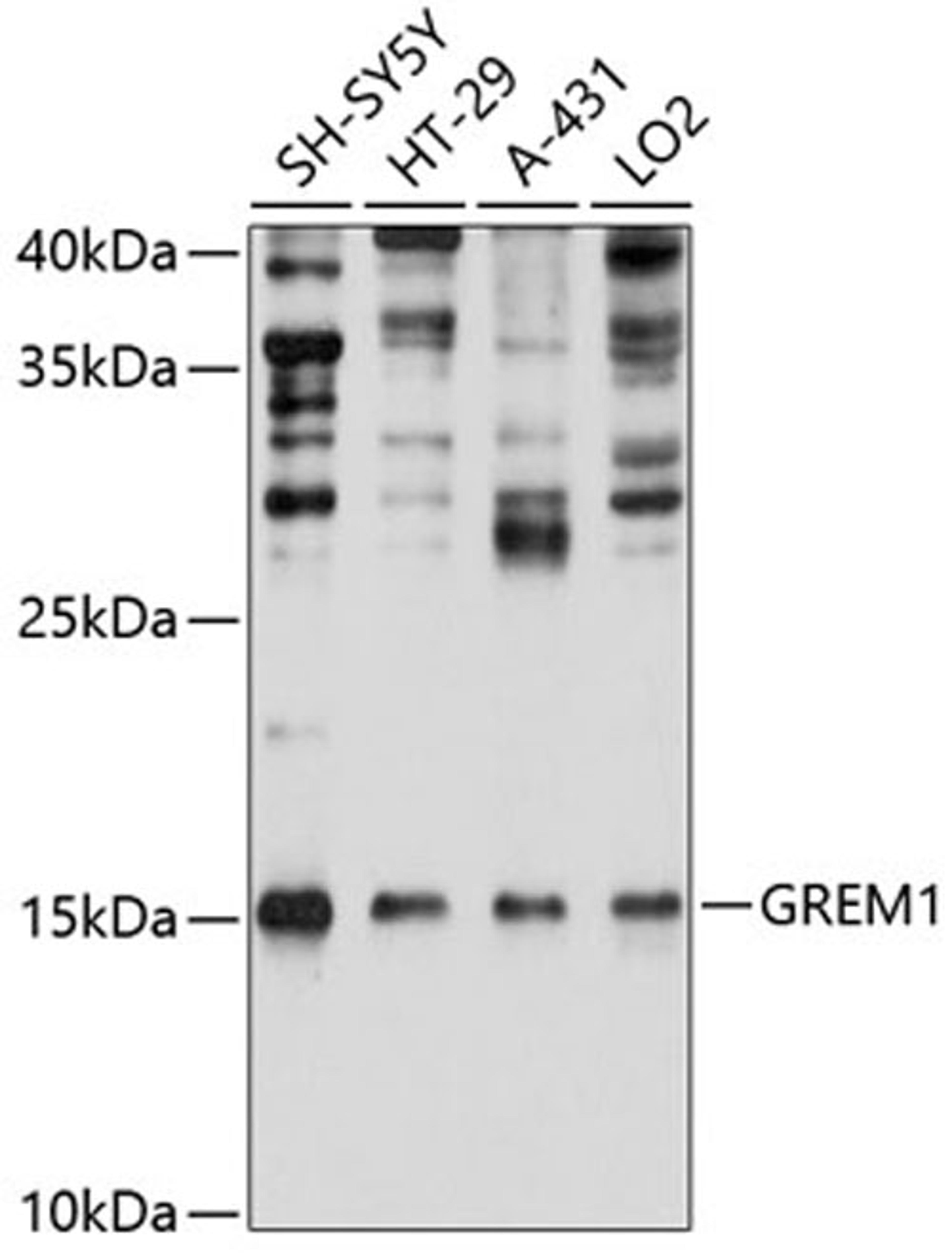 Western blot - GREM1 Antibody (A11595)