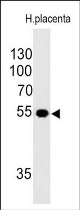 Western Blot: Ornithine Decarboxylase Antibody (SPM565) [NBP2-32888] - Analysis using the Azide and BSA Free version of NBP2-32888. Detection of ODC1 in human placental lysate