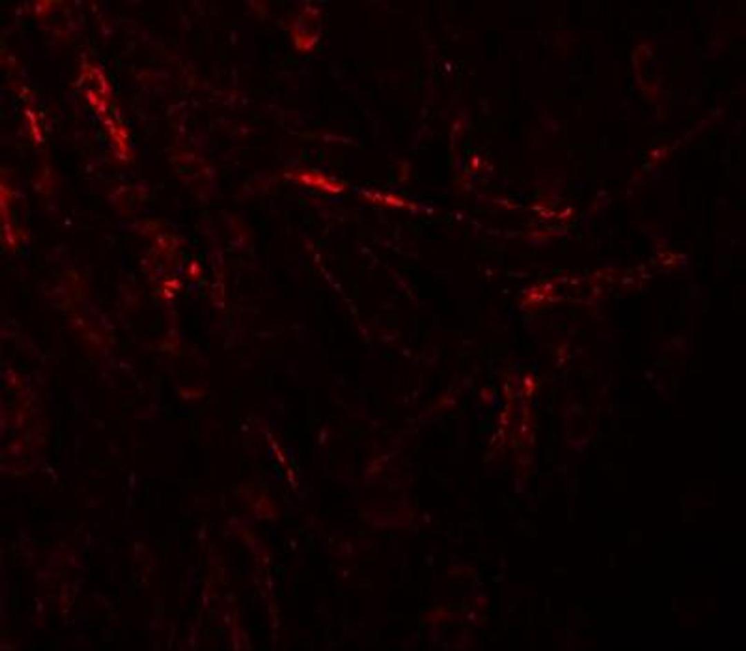 Immunocytochemistry/Immunofluorescence: ZBTB4 Antibody [NBP1-76517] - Immunofluorescence of ZBTB4 in human brain tissue with ZBTB4 antibody at 20 ug/mL.