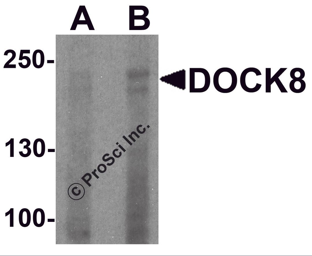 Western blot analysis of DOCK8 in EL4 cell lysate with DOCK8 antibody at (A) 1 and (B) 2 μg/ml.