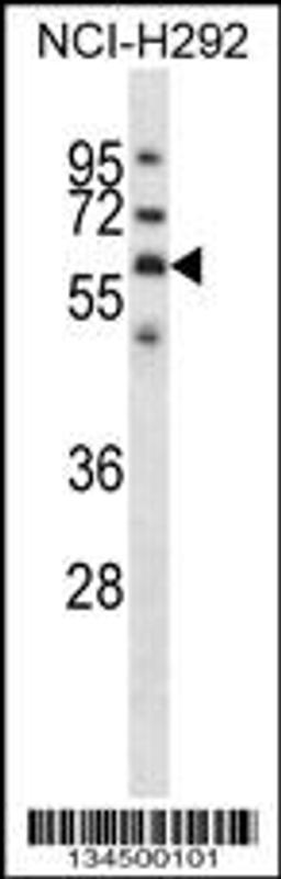 Western blot analysis in NCI-H292 cell line lysates (35ug/lane).