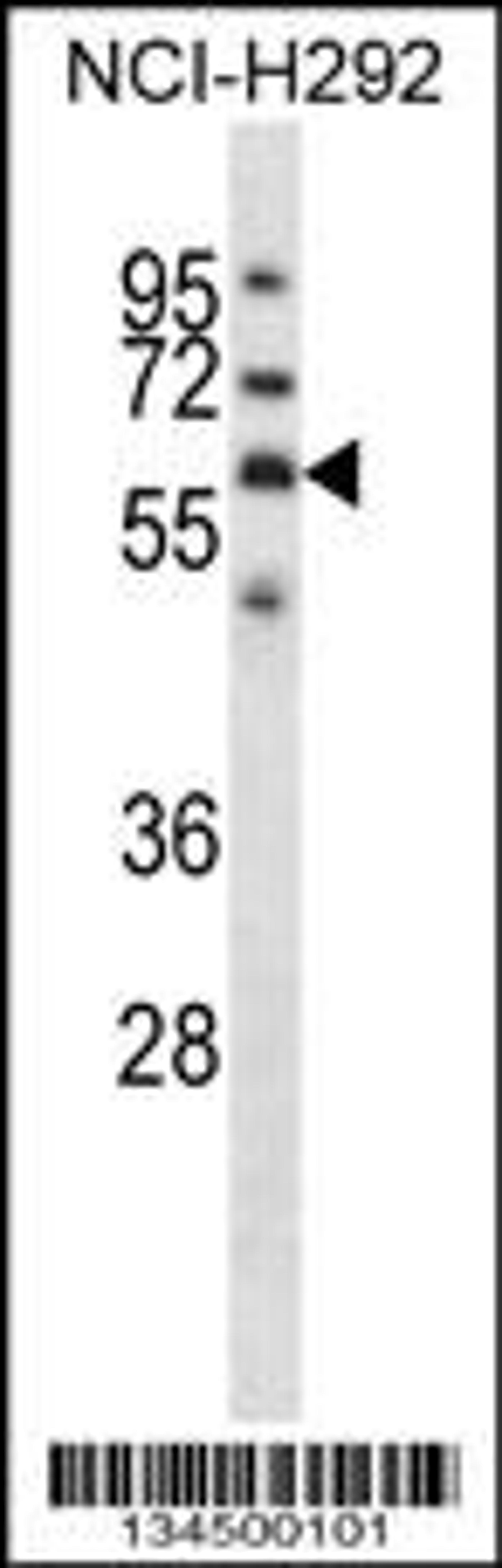 Western blot analysis in NCI-H292 cell line lysates (35ug/lane).