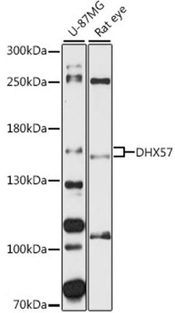 Western blot - DHX57 antibody (A16589)