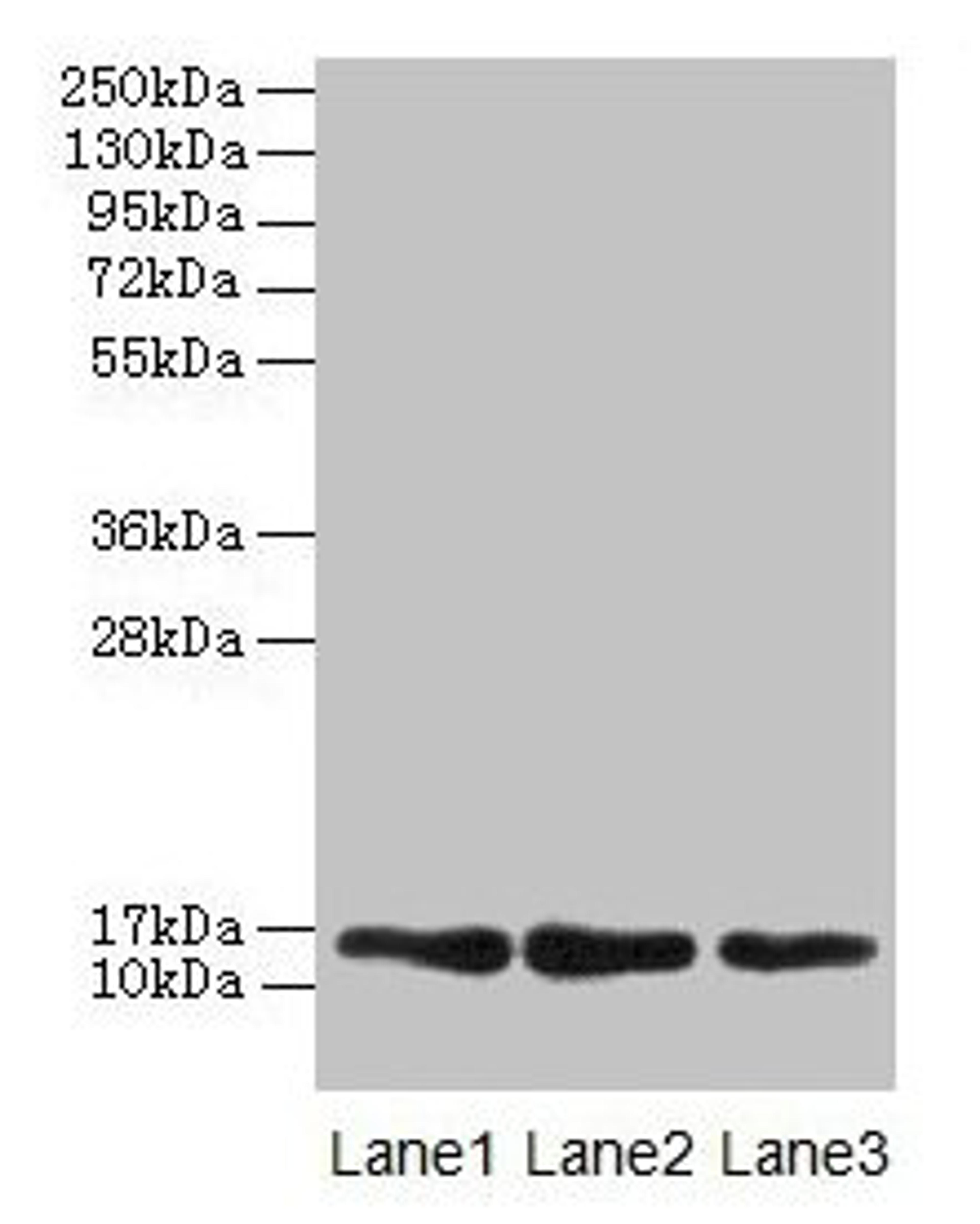 Western blot. All lanes: MRPL14 antibody at 2µg/ml. Lane 1: Hela whole cell lysate. Lane 2: HepG2 whole cell lysate. Lane 3: Mouse liver tissue. Secondary. Goat polyclonal to rabbit IgG at 1/10000 dilution. Predicted band size: 16 kDa. Observed band size: 16 kDa