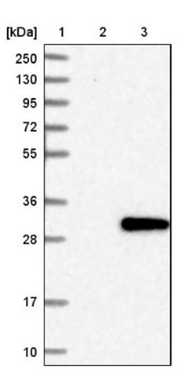 Western Blot: FKBP14 Antibody [NBP1-83890] - Lane 1: Marker [kDa] 250, 130, 95, 72, 55, 36, 28, 17, 10<br/>Lane 2: Negative control (vector only transfected HEK293T lysate)<br/>Lane 3: Over-expression lysate (Co-expressed with a C-terminal myc-DDK tag (~3.1 kDa) in mammalian HEK293T cells, LY413430)