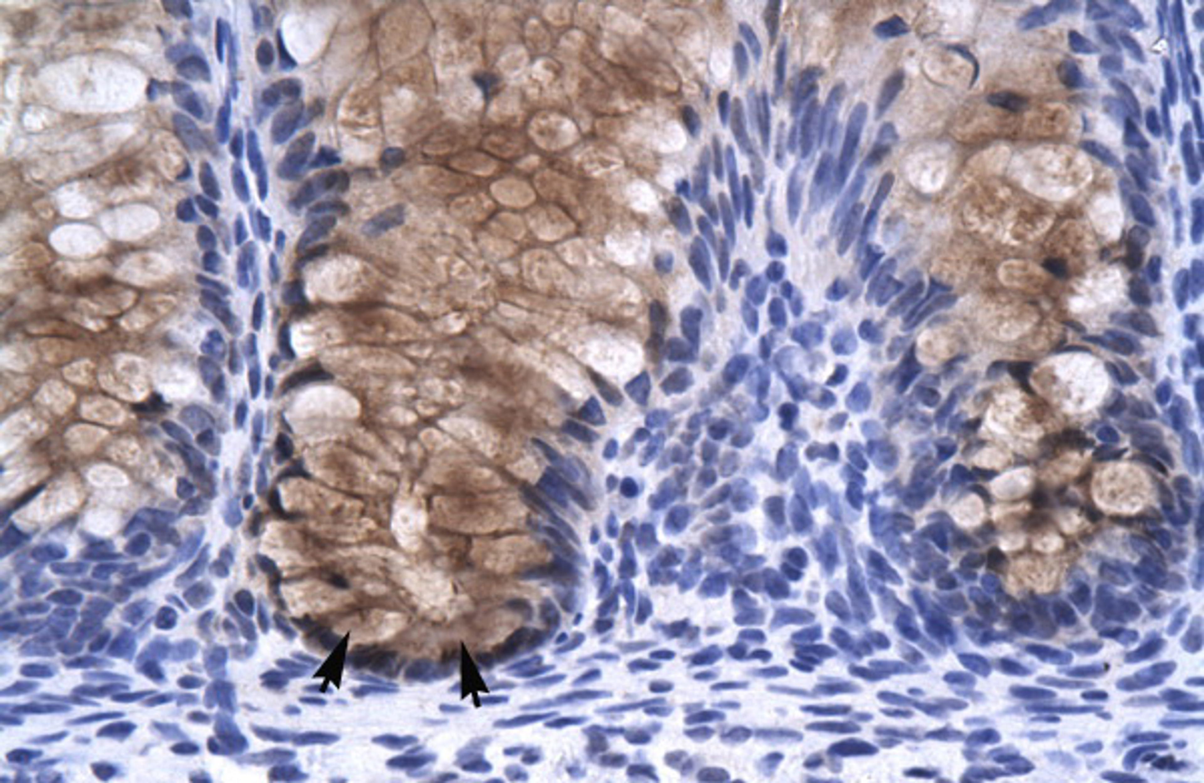 Antibody used in IHC on Human Intestine.